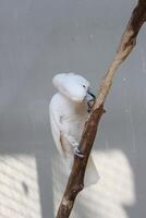 schließen oben von das Tanimbar Vogel corella oder cacatua goffiniana foto