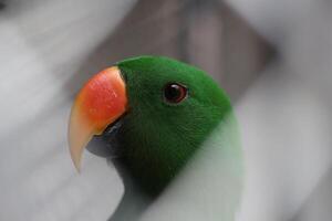 schließen oben von ein nuri Bajan Vogel oder Papagei oder Eklektus roratus foto