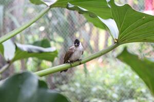 schließen oben von kutilang oder rußig geleitet bulbul Vogel foto