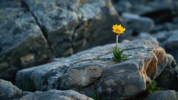 ai generiert ein einsam Blume blüht inmitten robust Felsen, der Natur belastbar Schönheit im hart Terrain, ai generiert foto