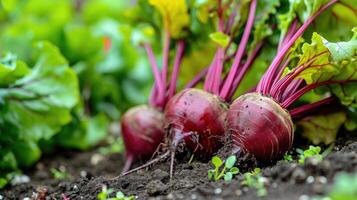 ai generiert frisch geerntet Rote Beete im ein Gemüse Patch, ein beschwingt und gesund Ernte, ai generiert. foto