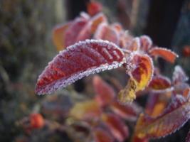 Herbstlaub von Pflanzen und Früchten bei Frost