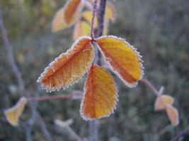 Herbstlaub von Pflanzen und Früchten bei Frost