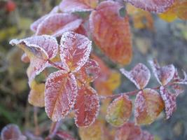 Herbstlaub von Pflanzen und Früchten bei Frost foto