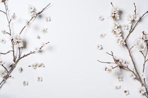 ein Ast von Weiß Blumen foto