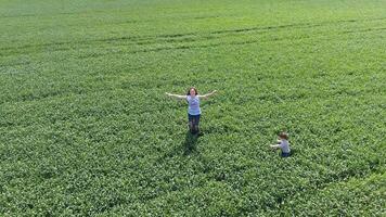 jung Frau mit ihr Sohn spielen auf das Feld von Grün Weizen. Gehen im das öffnen Luft. Video von das Drohne. foto
