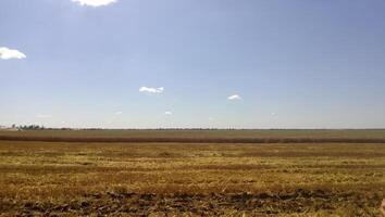 Weizen Felder. Sommer- im das Feld. Landwirtschaft im Kuban. foto