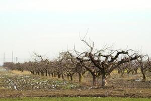 abgeschnitten Bäume im das Apfel Obstgarten foto