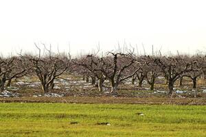 abgeschnitten Bäume im das Apfel Obstgarten foto