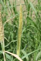 ein hoch Gras mit lange Stängel im das Mitte von ein Feld foto