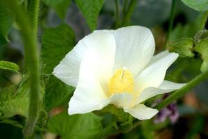 ein Weiß coton Blume mit Grün Blätter und Gelb Center foto