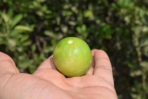 ein Person halten ein Limette im ihr Hand foto