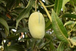 Nahansicht von Mangos hängend, Mango Feld, Mango Bauernhof mit Sonne Licht Wirkung, landwirtschaftlich Konzept foto