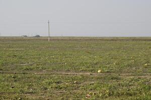 ein verlassen Feld von Wassermelonen und Melonen. verfault Wassermelonen. Überreste von das Ernte von Melonen. verfaulen Gemüse auf das Feld. foto