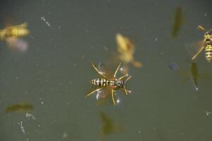 Wespen polistes trinken Wasser. Wespen trinken Wasser von das Pfanne, schwimmen auf das Oberfläche von das Wasser, tun nicht Waschbecken. foto