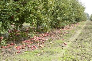 Apfel Obstgarten. Reihen von Bäume und das Obst von das Boden unter t foto