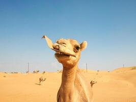 Kamele in der Wüste foto