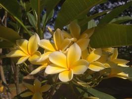 Frangipani-Blüten, die morgens blühen