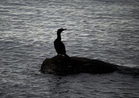 Kormoran Stehen auf ein Felsen beim Nacht foto