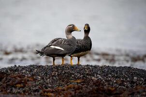 Paar von Dampfer Enten aus von das Wasser foto