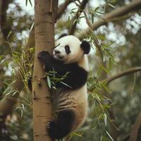 ai generiert ein Panda mühelos steigt auf ein Bambus Baum, Anzeigen Beweglichkeit foto