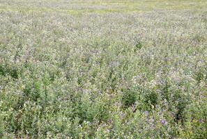 Feld von Alfalfa. Heuernte von Alfalfa. blühen Feld im Frühling. foto