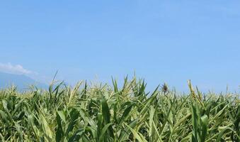 Mais Feld Landwirtschaft. Grün Natur. ländlich Ackerland im Sommer. Pflanze Wachstum. Bauernhof Szene. draussen Sicht. organisch Blätter. Ernte Jahreszeit mit Blau Himmel foto