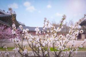 gyeongbokgung Palast mit Kirsche blühen Baum im Frühling Zeit im Seoul Stadt von Korea, Süd Korea. foto