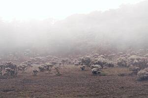 Foto von ein Ausflug zu montieren gede Pangrango, Camping zusammen beim das Surya kencana Quadrat. National Park im Westen Java, Cianjur, 06 September 2022