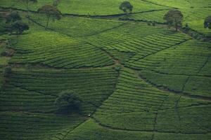 schön Landschaft von Tee Plantage im das Morgen foto