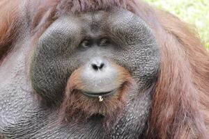 schließen oben Gesicht von Orang-Utan, das einheimisch großartig Affe von Indonesien und Malaysia. Orang-Utan Leben im Sumatra und Borneo Regen Wald foto