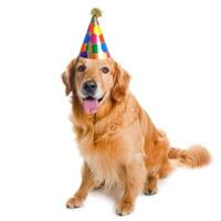 ai generiert süß Hund im Geburtstag Deckel isoliert foto