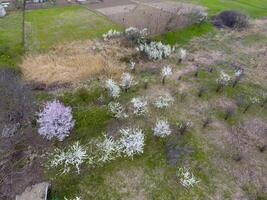 Blühen Kirsche Pflaume. Ackerland Garten, Reihen von jung Bäume. Weiß Blumen von Pflaume Bäume auf das Geäst von ein Baum. Frühling Garten. foto