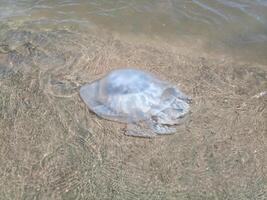 tot Qualle im das flach Wasser von Strand. Qualle Rhizostomeae foto