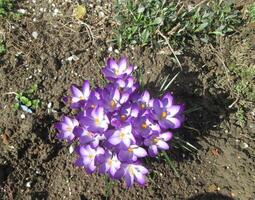 Busch violett Blumen auf ein Weiß Boden. Frühling Blume Bett. foto