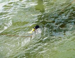 das Taucher taucht ein selbst im das Wasser mit ein Sicherheit Seil. foto