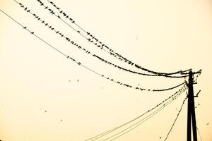 Silhouetten von schluckt auf Drähte. beim Sonnenuntergang Draht und schluckt foto