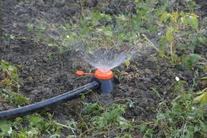 Bewässerung das Betten von Tomate Sämlinge mit ein Düse Sprinkler. foto