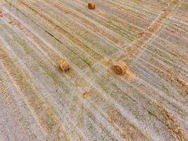 Ballen von Heu im das Feld. Ernte Heu zum Vieh füttern. Landschaft Feld mit Heu foto