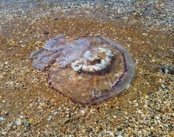 tot Qualle im flach Wasser. Qualle Rhizostoma Wurzel Seil, geworfen zu das Ufer von das Meer. tot Qualle. foto