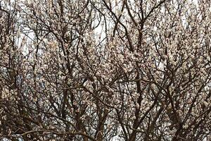 Blühen wild Aprikose im das Garten foto