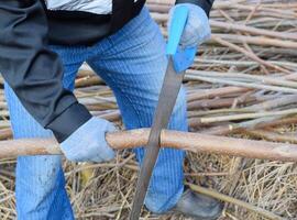 Sägen mit ein Hand sah von ein Holz Ast. foto