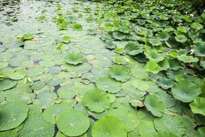 Wasserlilien. Blätter von Lotus im das Teich. Wasser Tropfen auf Lotus Blätter foto