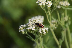 Paarung von rot Käfer auf Weiß Blütenstände von Schöllkraut foto