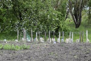 verwenden von Plastik Flaschen zu schützen Sämlinge von Gemüse von Schädlinge und kalt. Schutz von das gryllotalpa gryllotalpa. Pflanzen das Garten. foto