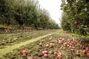 Apfel Obstgarten. Reihen von Bäume und das Obst von das Boden unter t foto