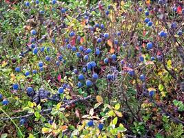 Blau Beeren von Blaubeeren auf Gebüsch. Beeren im das Tundra foto