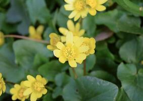 geringer Schöllkraut Blumen auf das Boden foto