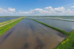 überflutet Reis Reisfelder. agronomisch Methoden von wachsend Reis foto