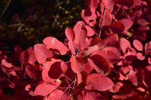 Herbst Farbe Blätter von Cotinus coggygria. foto
